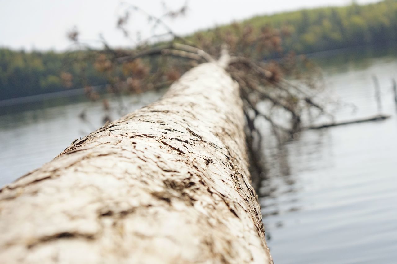 SURFACE LEVEL OF TREE BY RIVER