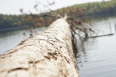 Close-up of tree by river against sky