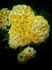 Close-up of yellow flowers