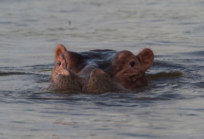 View of animal swimming in water