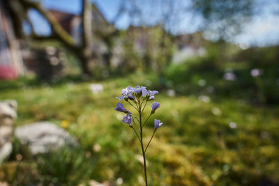 Close-up of purple flowering plant on field