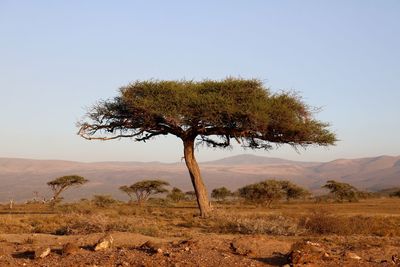 Scenic view of trees on field against clear sky