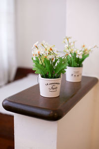 Close-up of potted plant on table