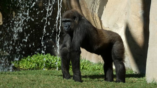 Monkey sitting on field