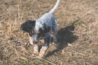 Portrait of dog on field