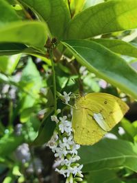 Close-up of butterfly pollinating on flower