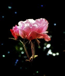 Close-up of pink flowers