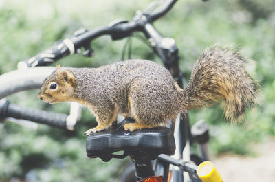 Close-up of squirrel