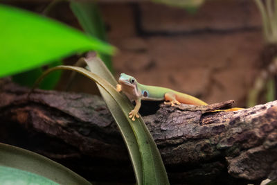 Close-up of lizard on tree