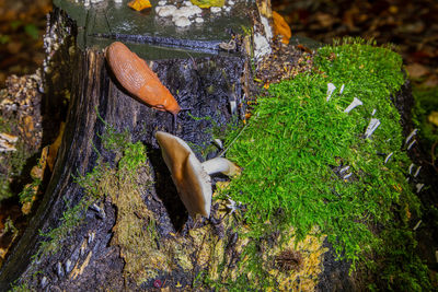 High angle view of a mushroom