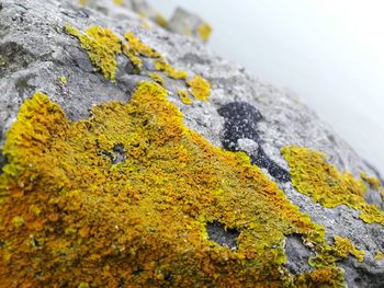 Close-up of yellow leaves