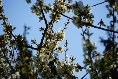 Low angle view of flowers blooming on tree