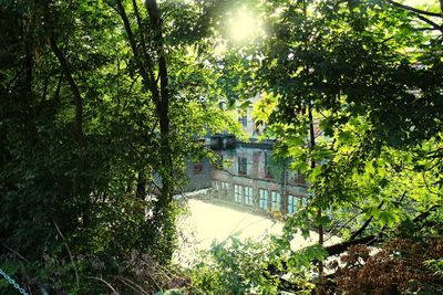 Bridge over river in park