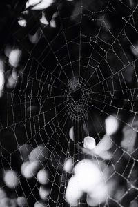 Close-up of spider on web