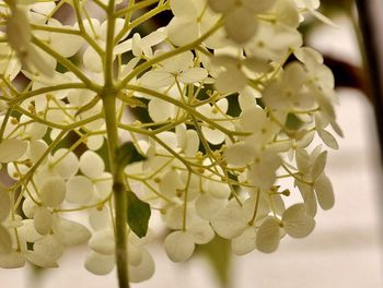 Close-up of flowers blooming outdoors