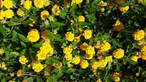 Close-up of yellow flowers