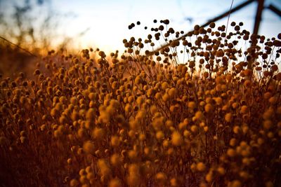 Plants growing on field against sky during sunset