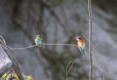 Close-up of birds perching on branch