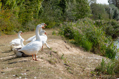 Side view of two birds on land