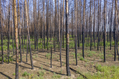 Pine trees in forest