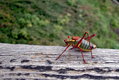 Close-up of grasshopper on wood