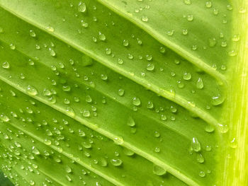 Close-up of water drops on leaves