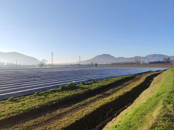 Scenic view of field against clear sky
