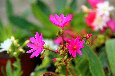 Close-up of pink flowering plant