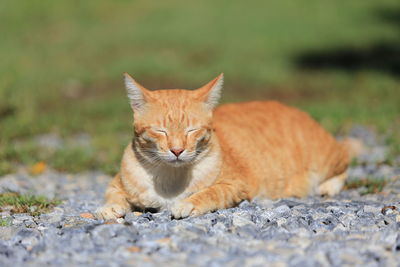 Portrait of cat lying on footpath