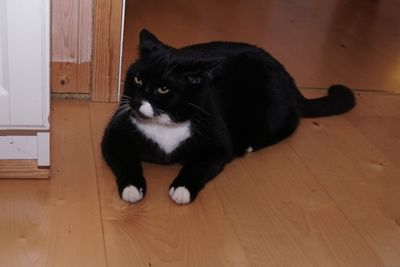 High angle view of black cat on hardwood floor