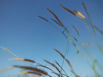 Low angle view of wheat growing on field against clear blue sky