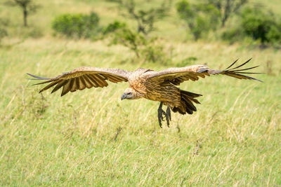 White-backed vulture glides towards landing on grass