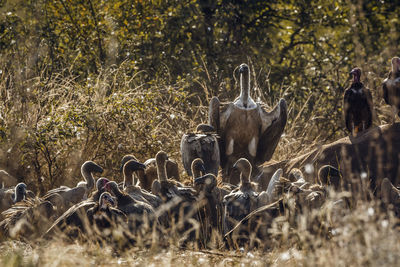 Birds on field