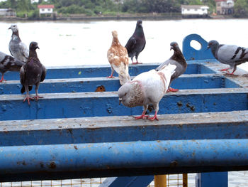 Flock of seagulls on pier