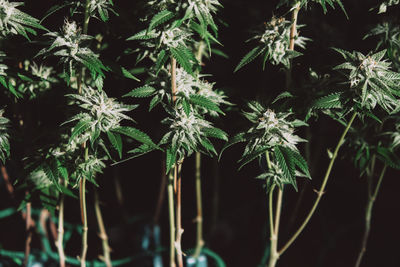 Close-up of fresh green plants