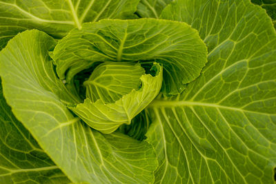 Full frame shot of green leaf