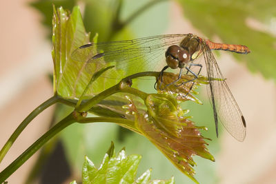 Close-up of insect on plant