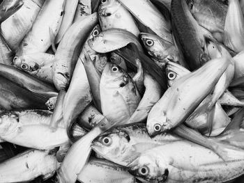 Full frame shot of fish for sale in market