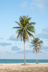 Palm tree by sea against sky