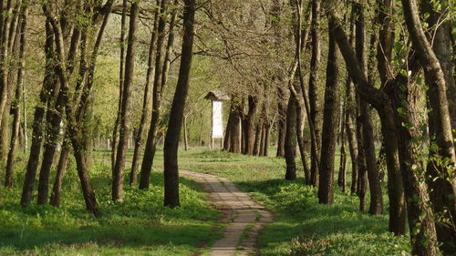 Walkway amidst trees in forest