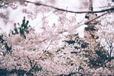 Close-up of cherry blossom tree