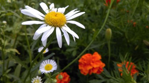 Close-up of white daisy flowers