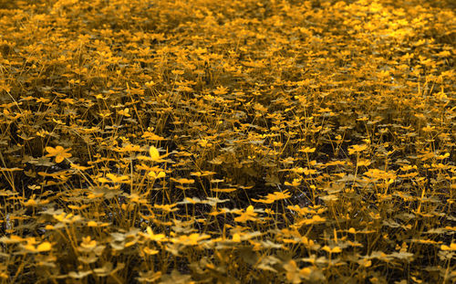 Full frame shot of yellow flowering plants on field
