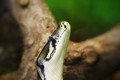 Close-up of lizard