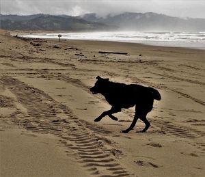 Dog running on beach against sky