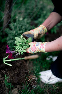 Gardener plants colorful herbs in garden soil.