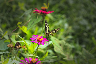 Close-up of butterfly pollinating on pink flower