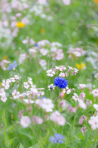 Close-up of purple flowering plant on field