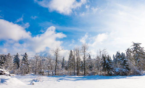 Trees on snow field against sky