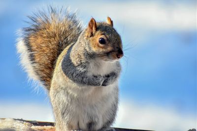 Close-up of squirrel against sky